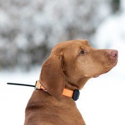 COLLAR GPS DOGTRACE X30